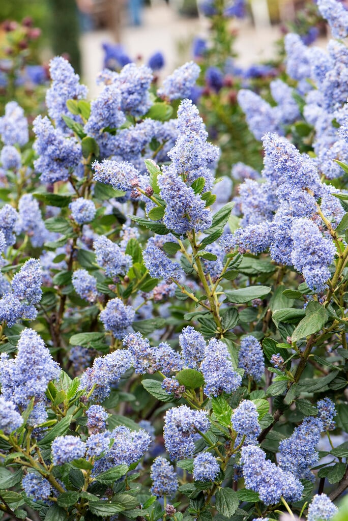 felt-leaf ceanothus 'Trewithen Blue'