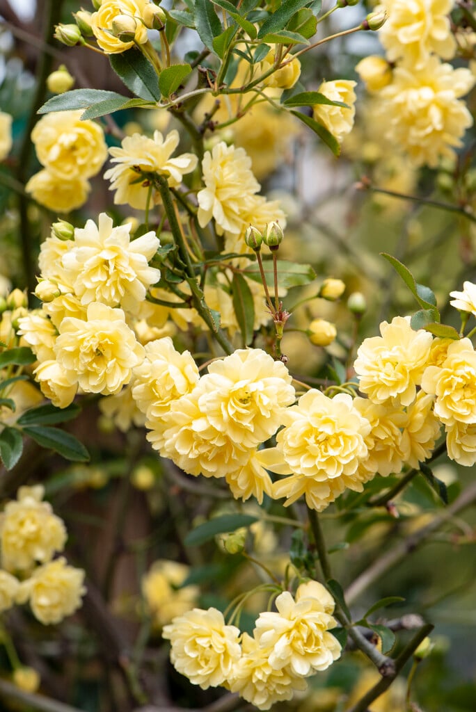 double yellow Banksia rose