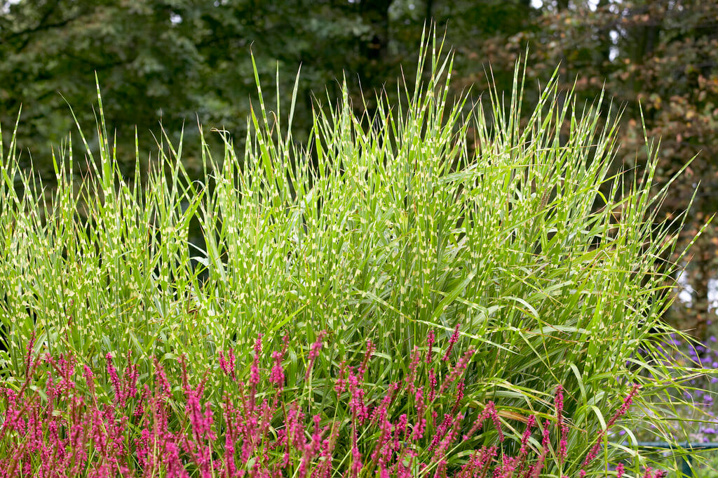 zebra grass