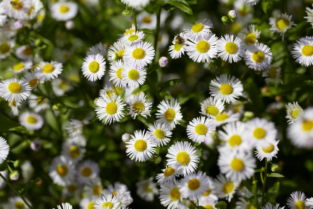 daisy fleabane