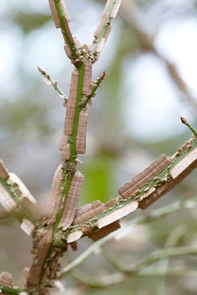 winged spindle