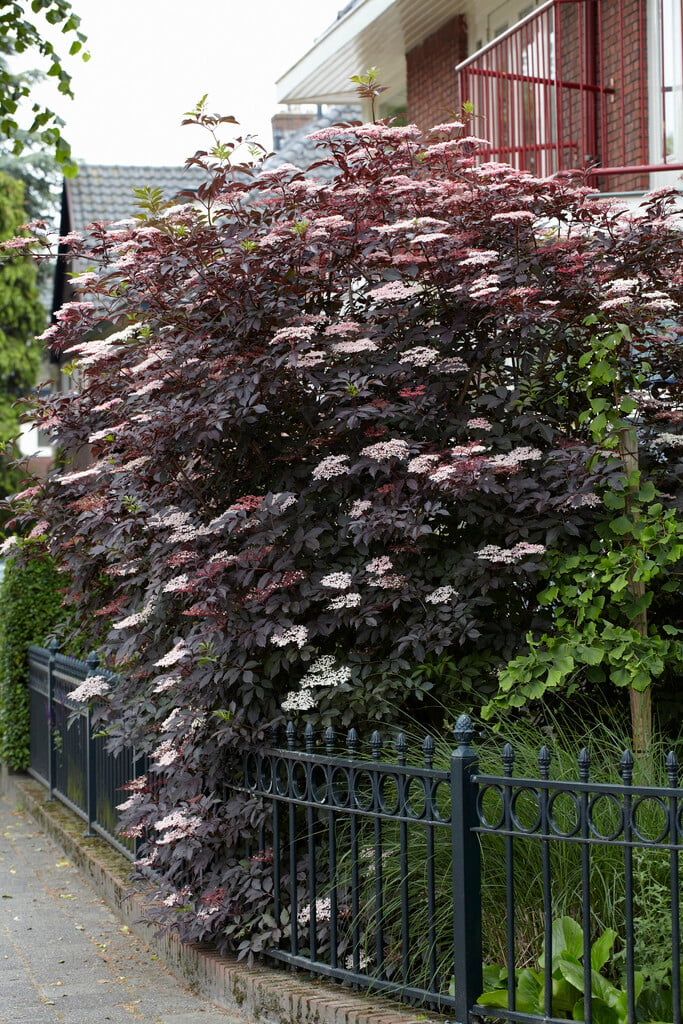 elder 'Guincho Purple'