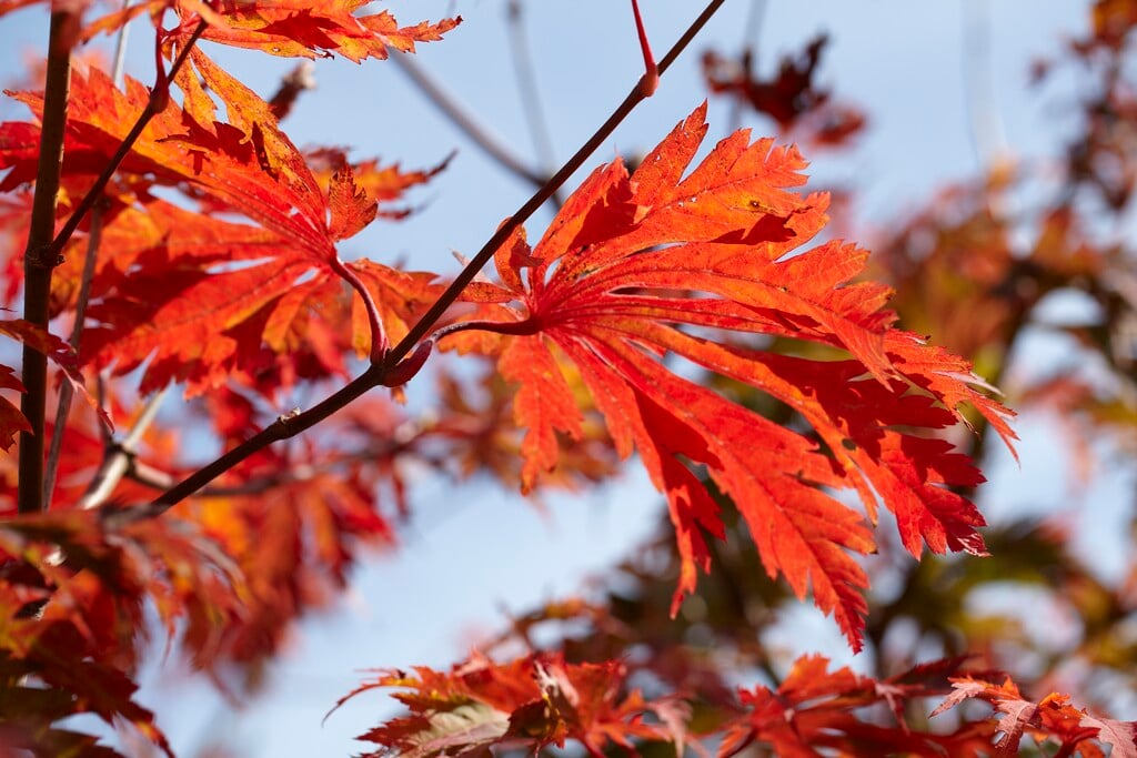 downy Japanese maple 'Aconitifolium'