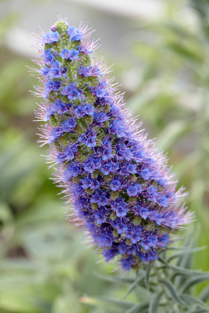 pride of Madeira