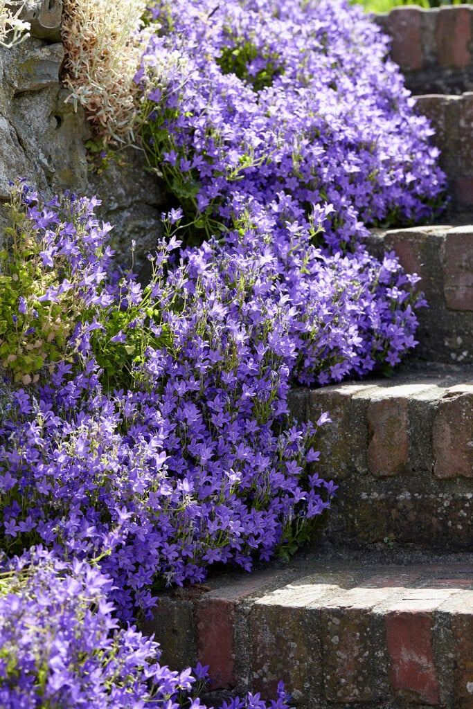 wall bellflower