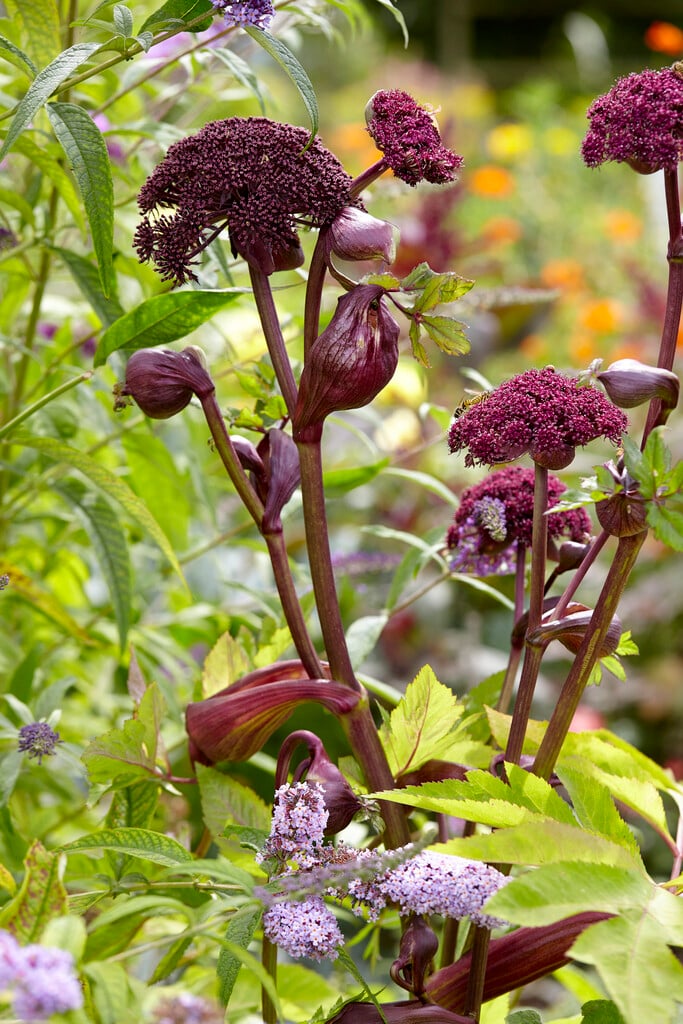 purple angelica