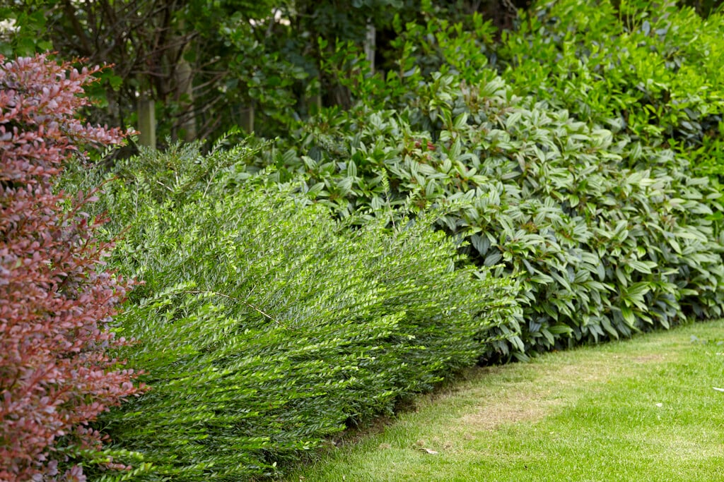 box-leaved honeysuckle