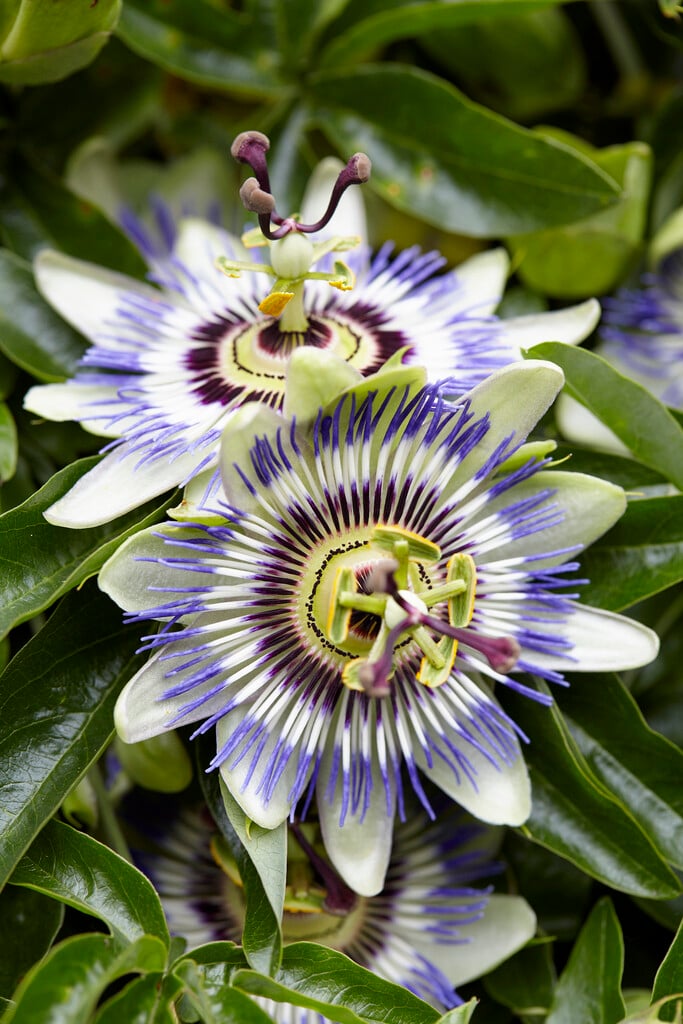 blue passion flower