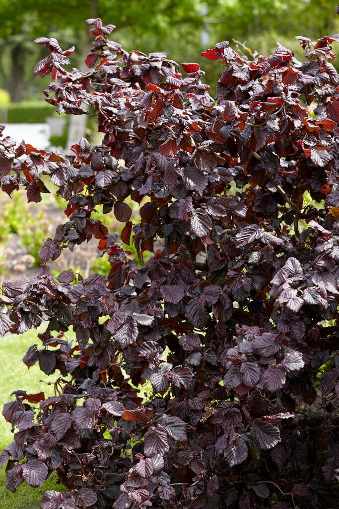 hazel 'Red Majestic'