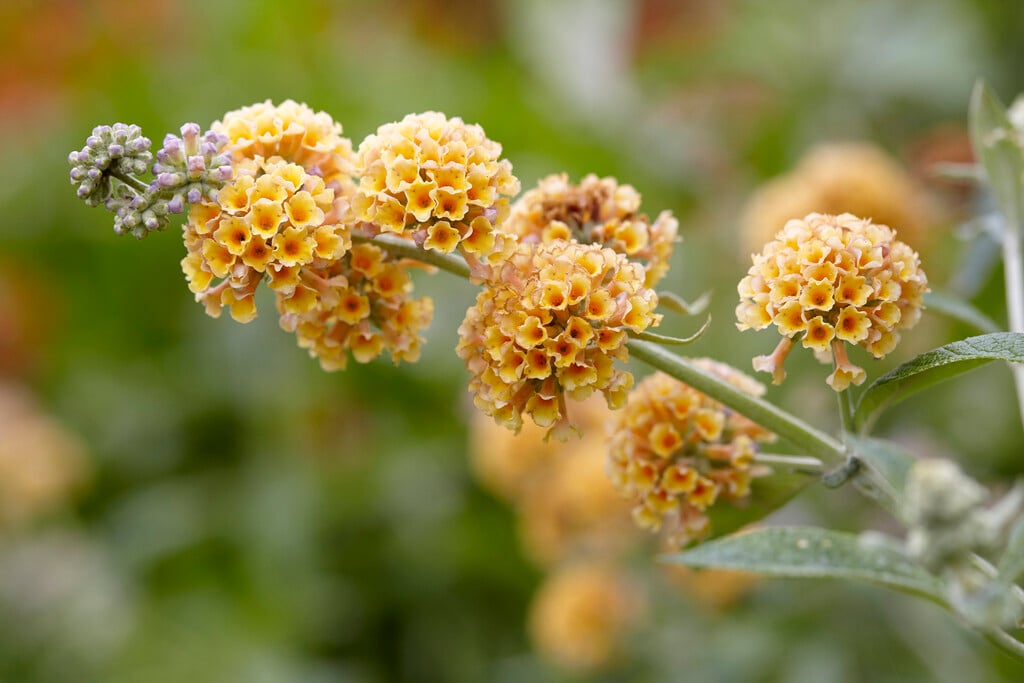 butterfly bush 'Sungold'