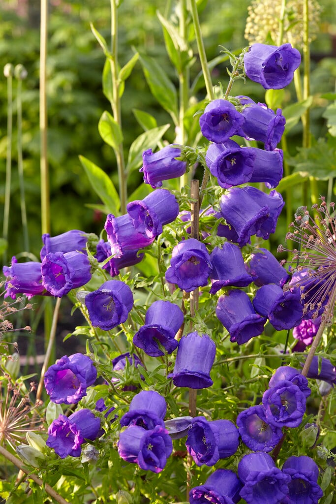 Canterbury bells