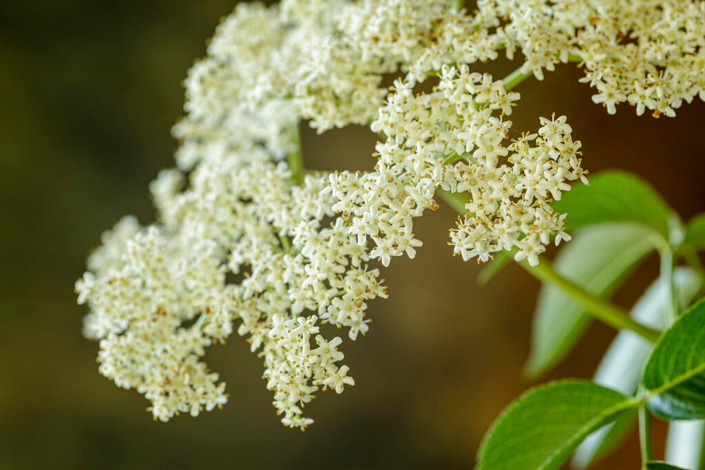 common elder