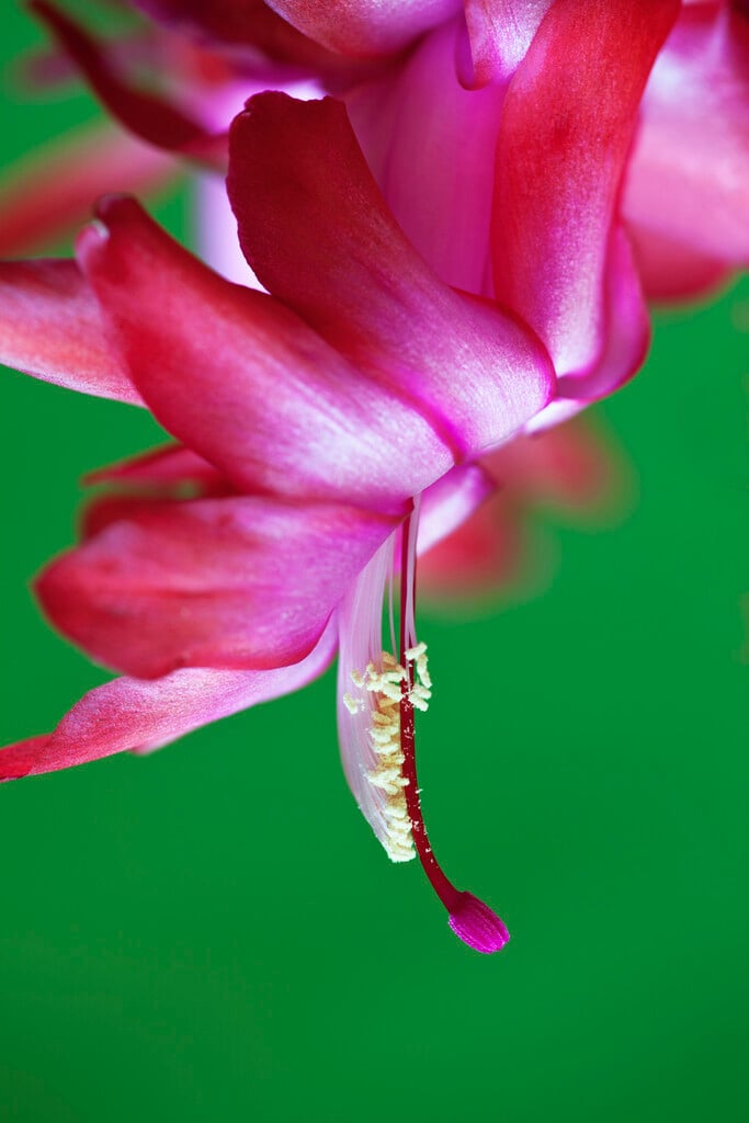 Christmas cactus