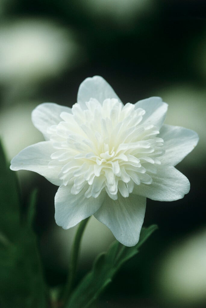 wood anemone 'Vestal'