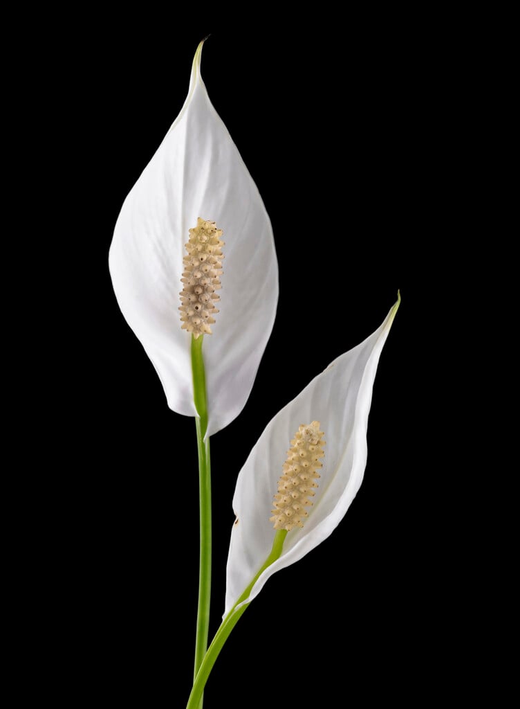 Wallis peace lily