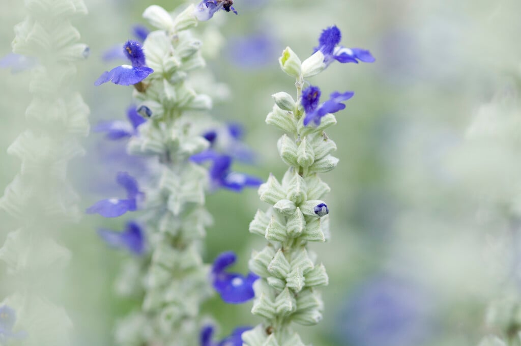 mealy sage 'Strata'