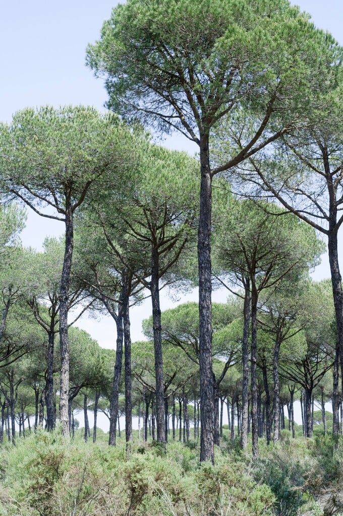 stone pine
