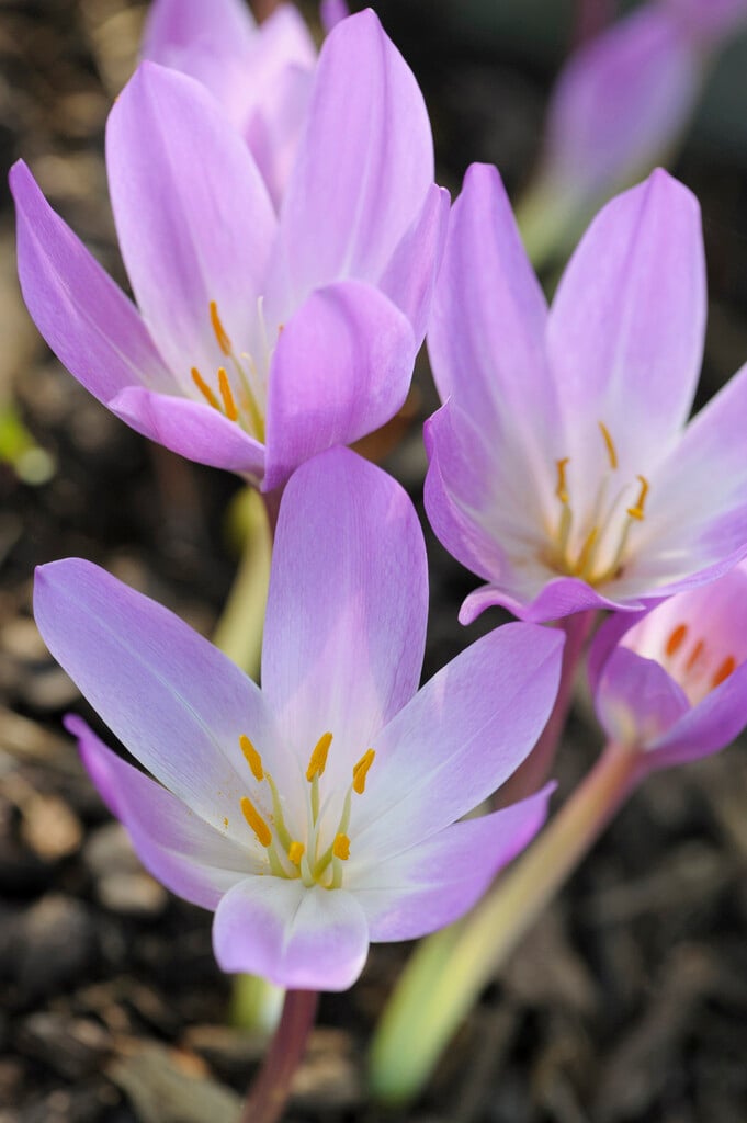 meadow saffron