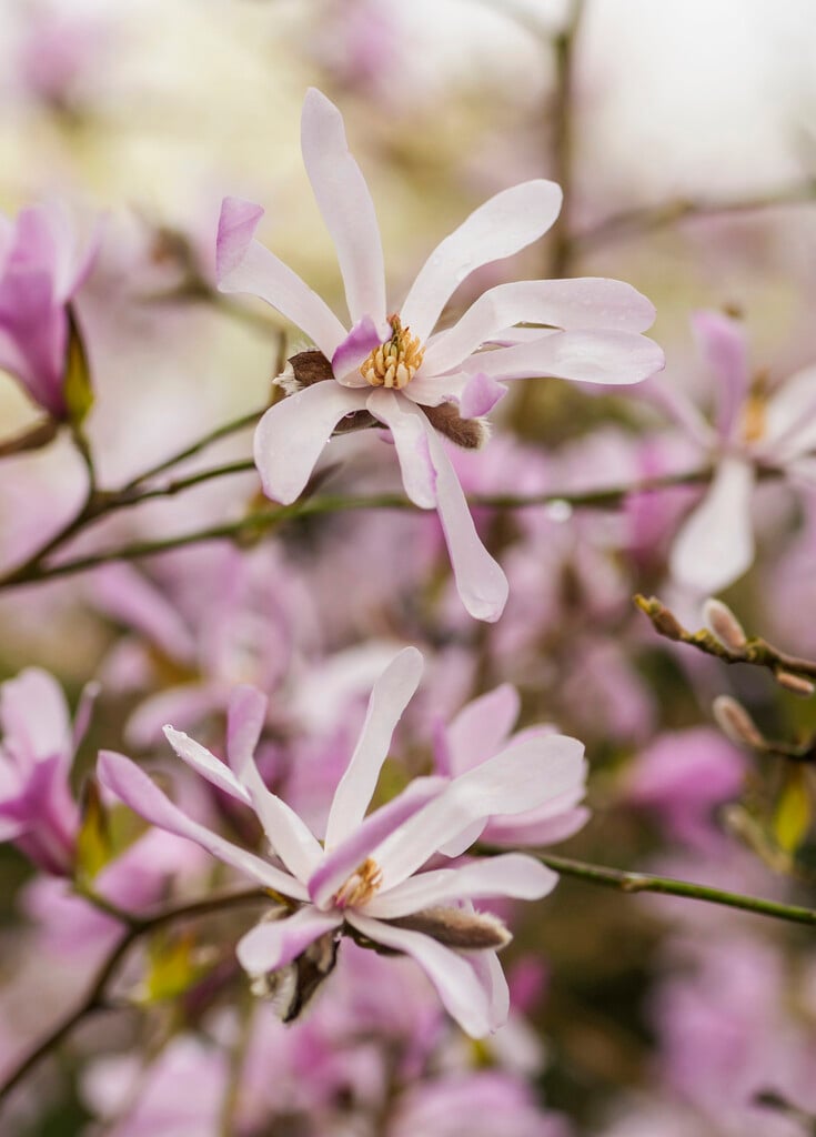magnolia 'Leonard Messel'