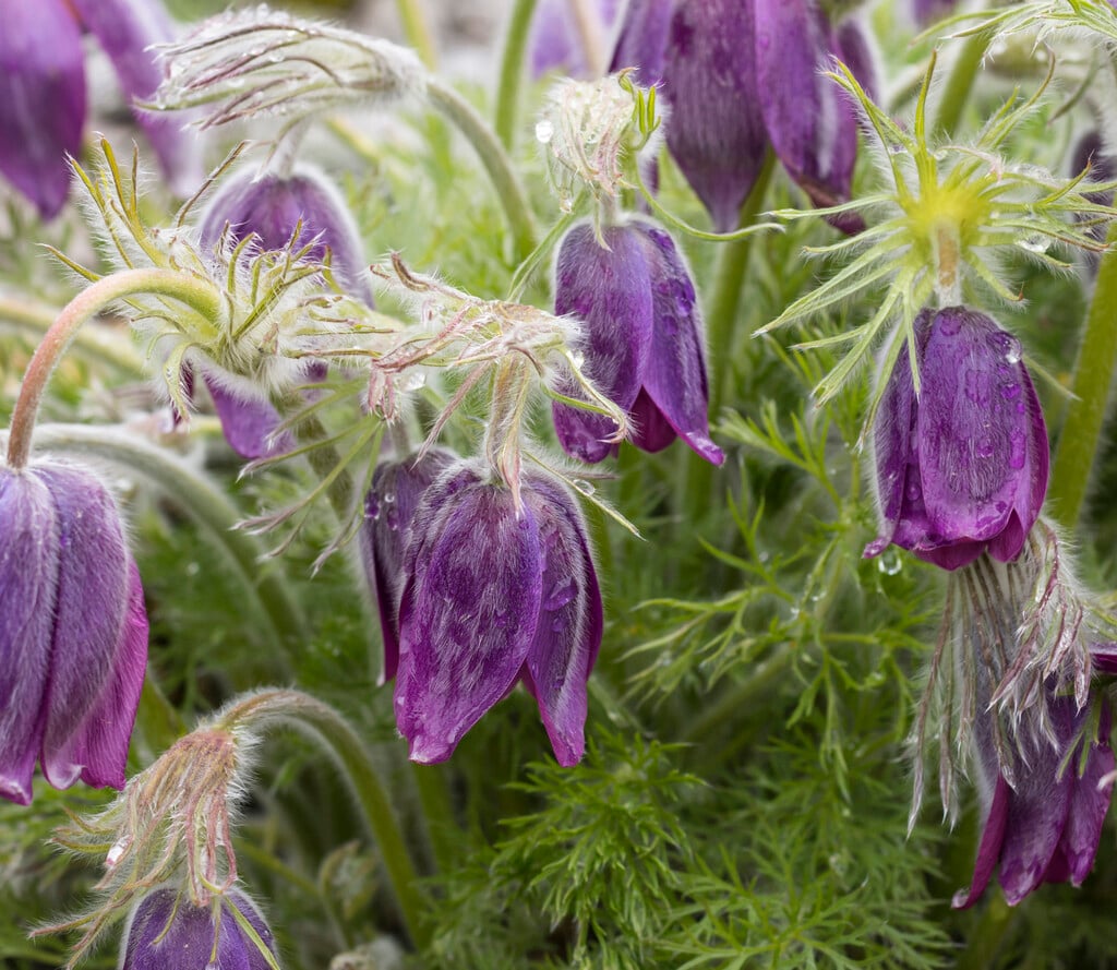 pasqueflower
