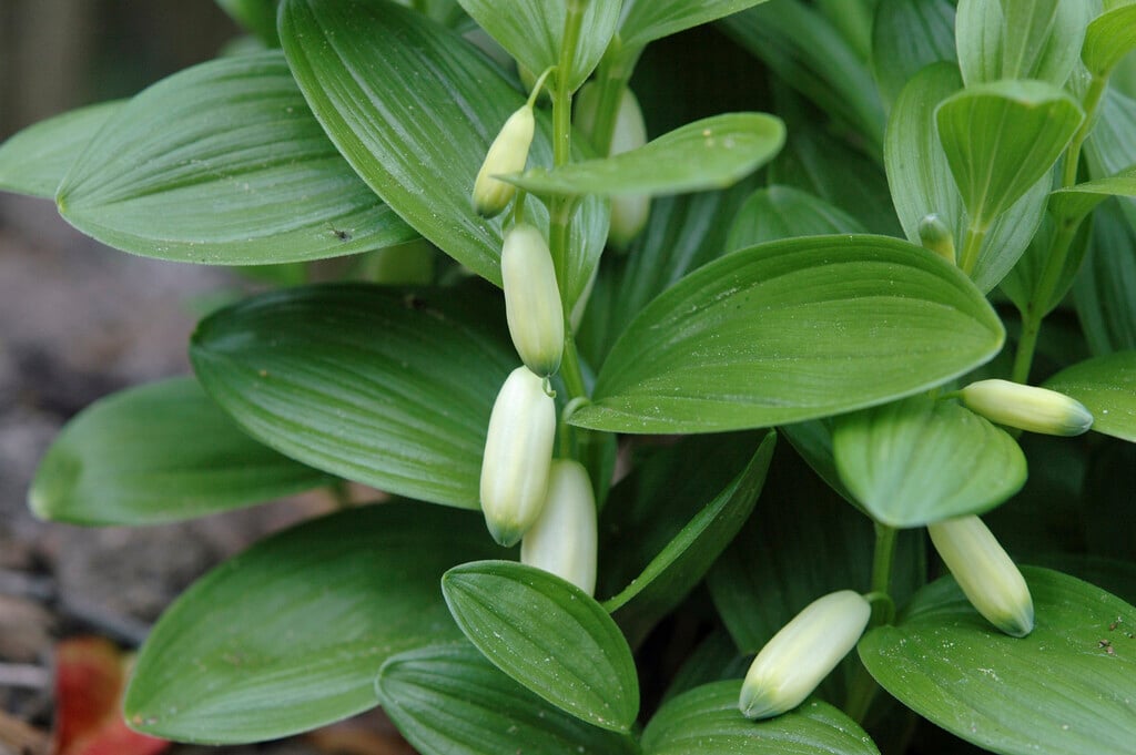 dwarf Solomon's seal