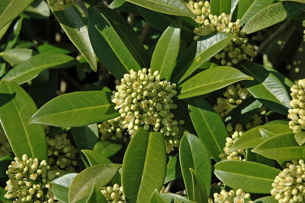 skimmia 'Kew Green'
