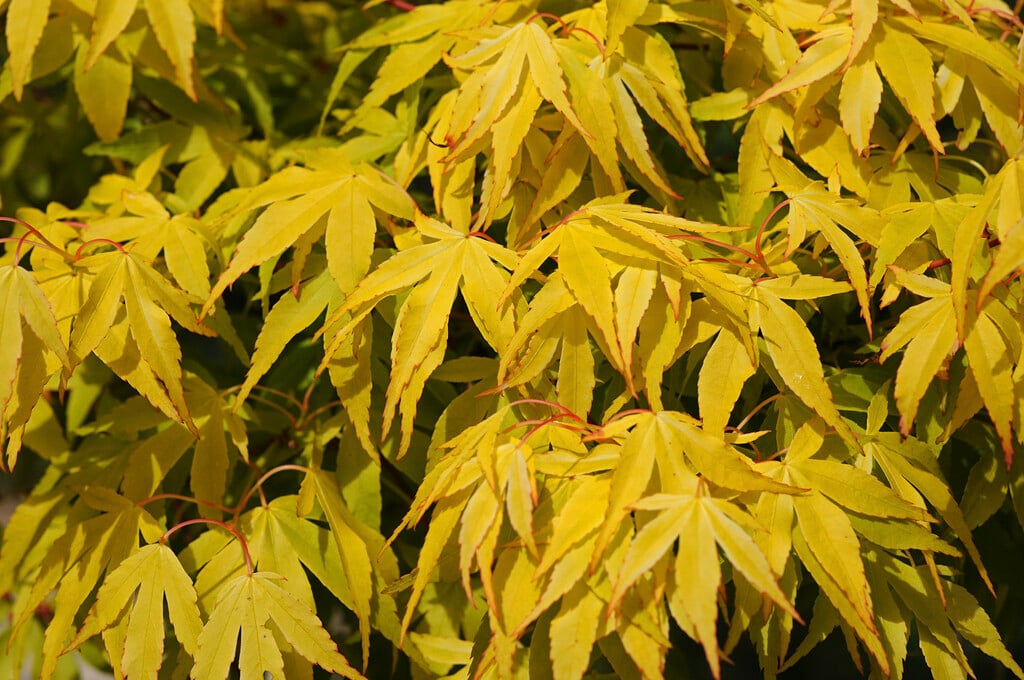 Japanese maple 'Katsura'