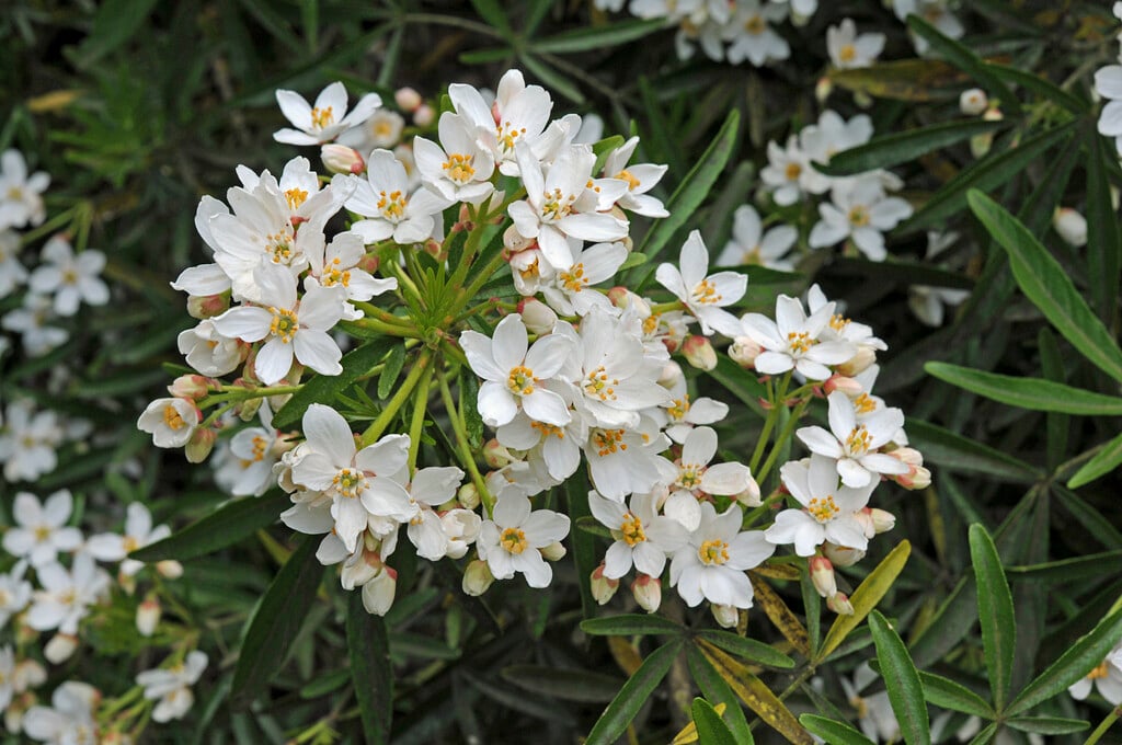 Mexican orange 'Aztec Pearl'