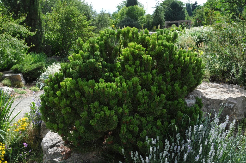 dwarf mountain pine 'Sherwood Compact'