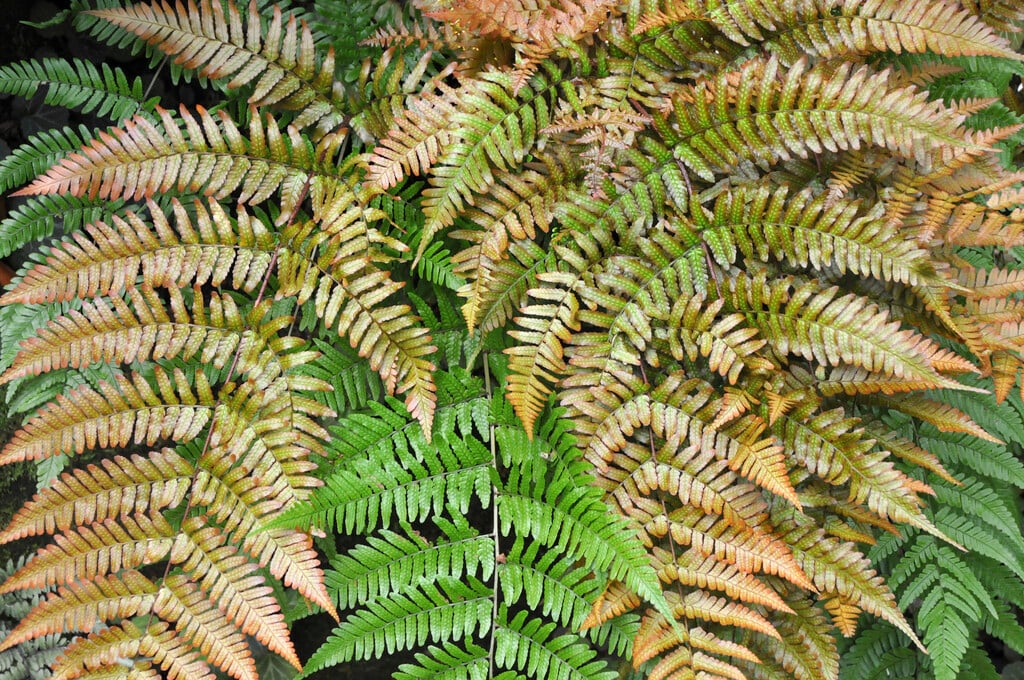 copper shield fern
