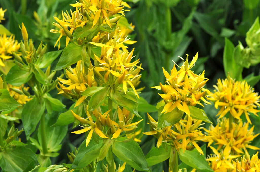 great yellow gentian