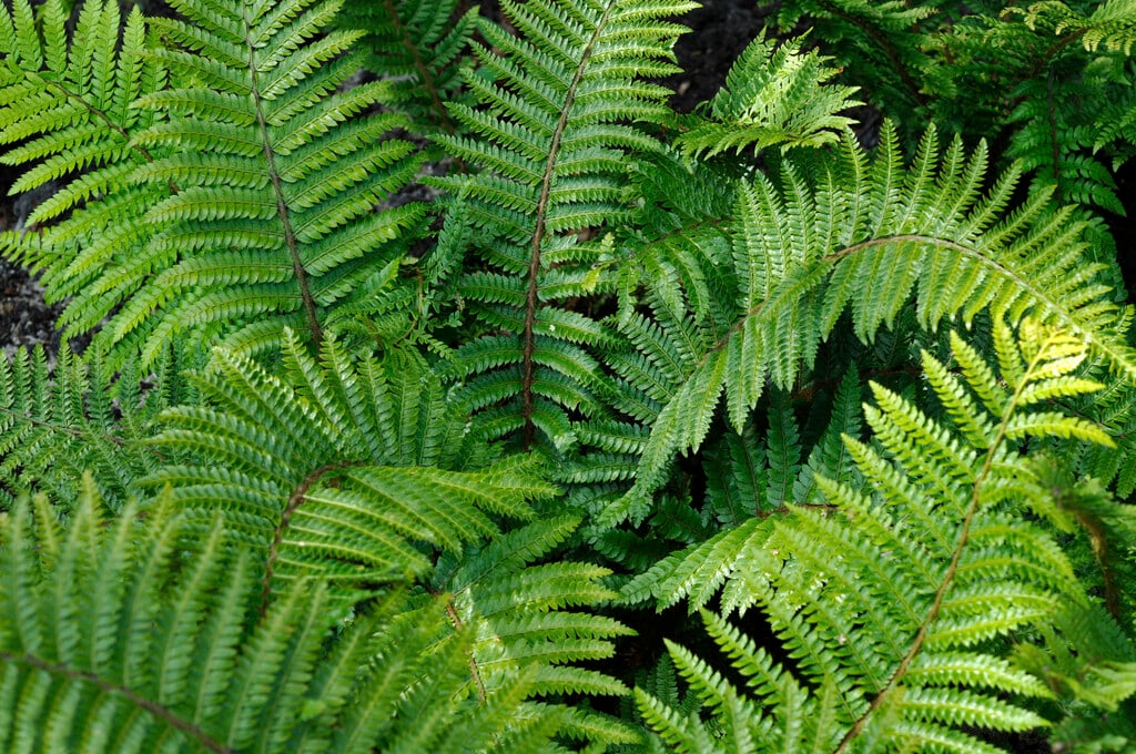 hard shield fern