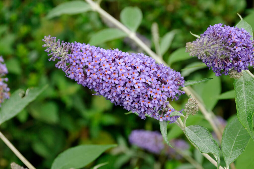 butterfly bush 'Lochinch'