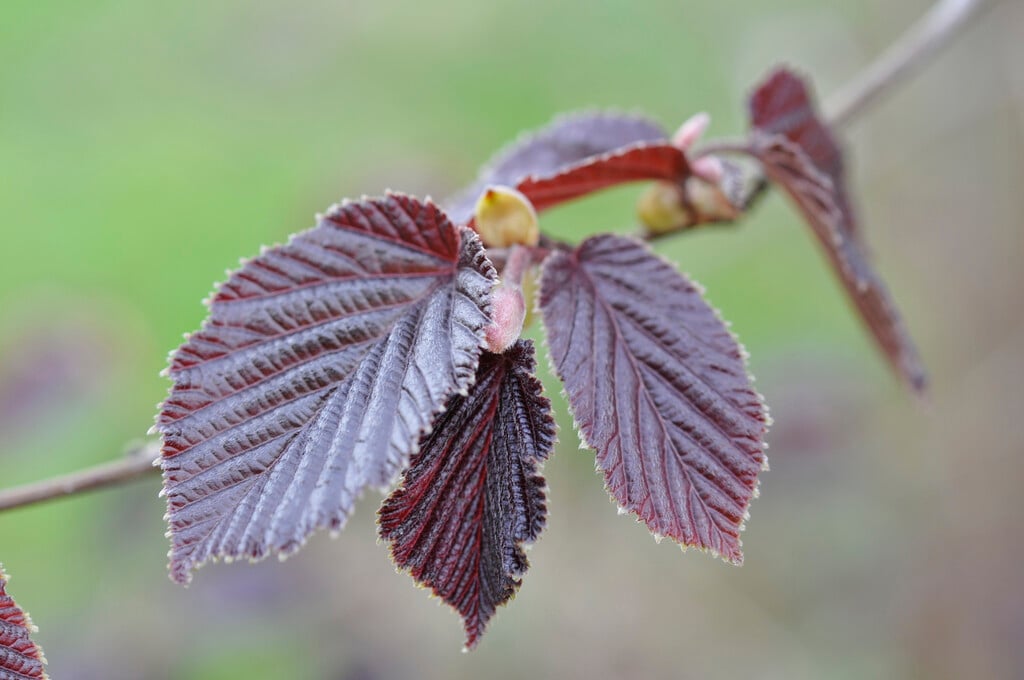 purple-leaved filbert