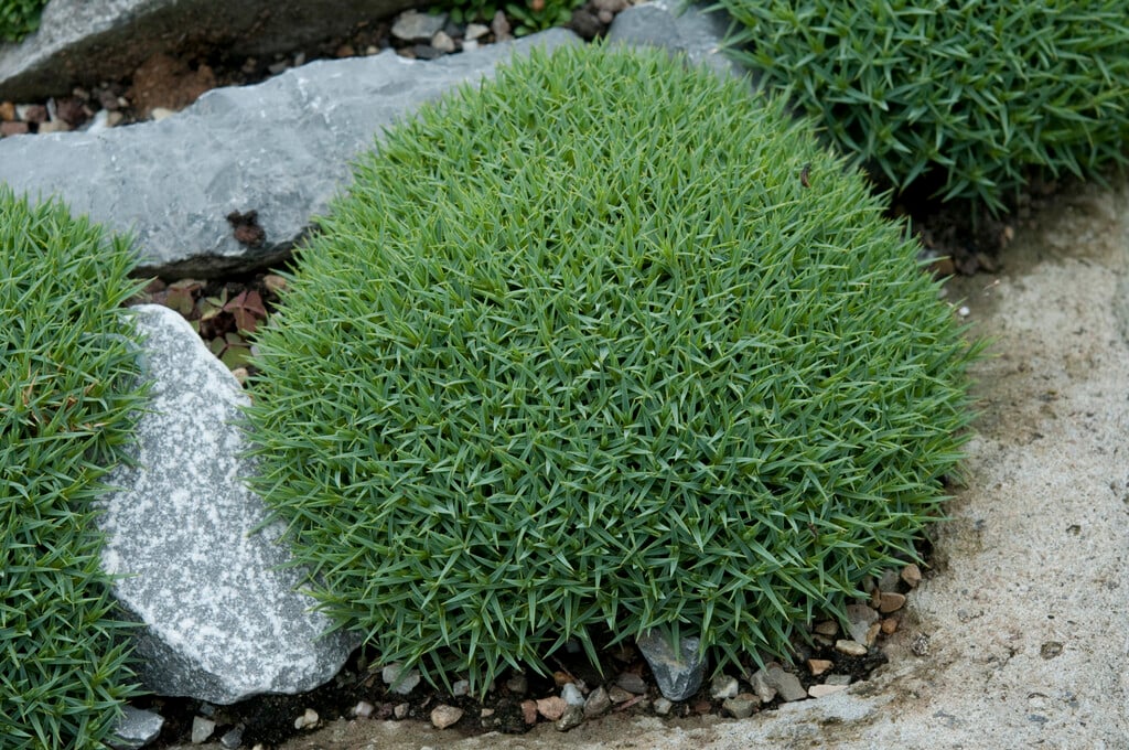 hedgehog dianthus