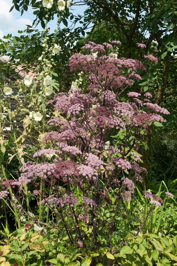 angelica 'Vicar's Mead'