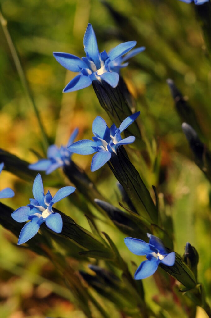alpine gentian