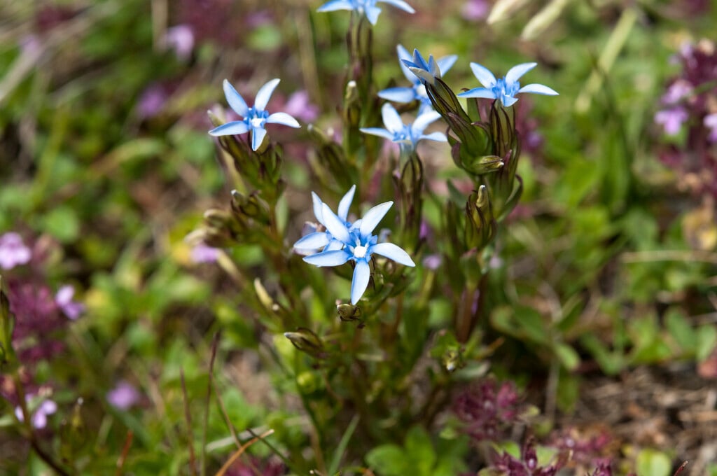 alpine gentian