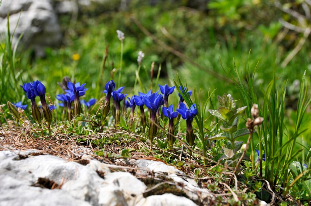 spring gentian