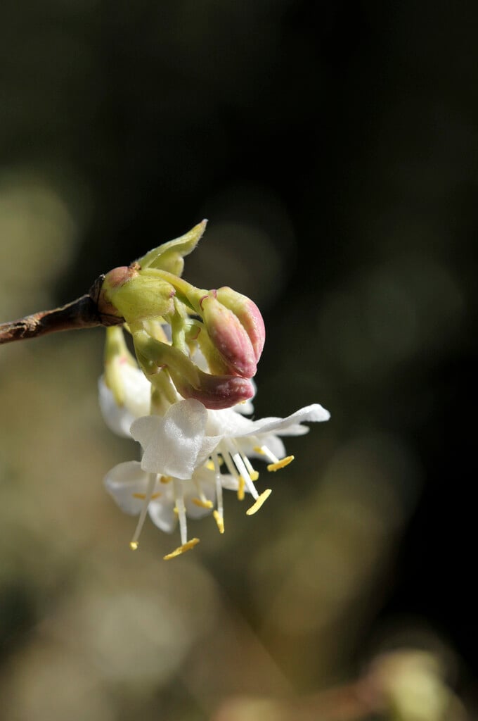 winter-flowering honeysuckle