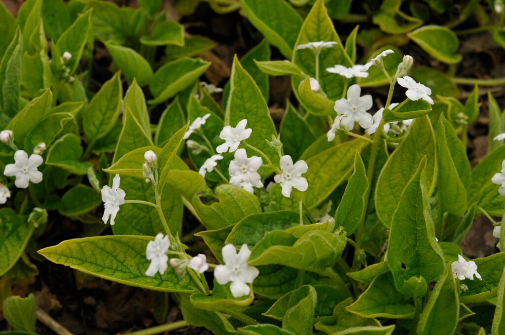 creeping forget-me-not 'Alba'