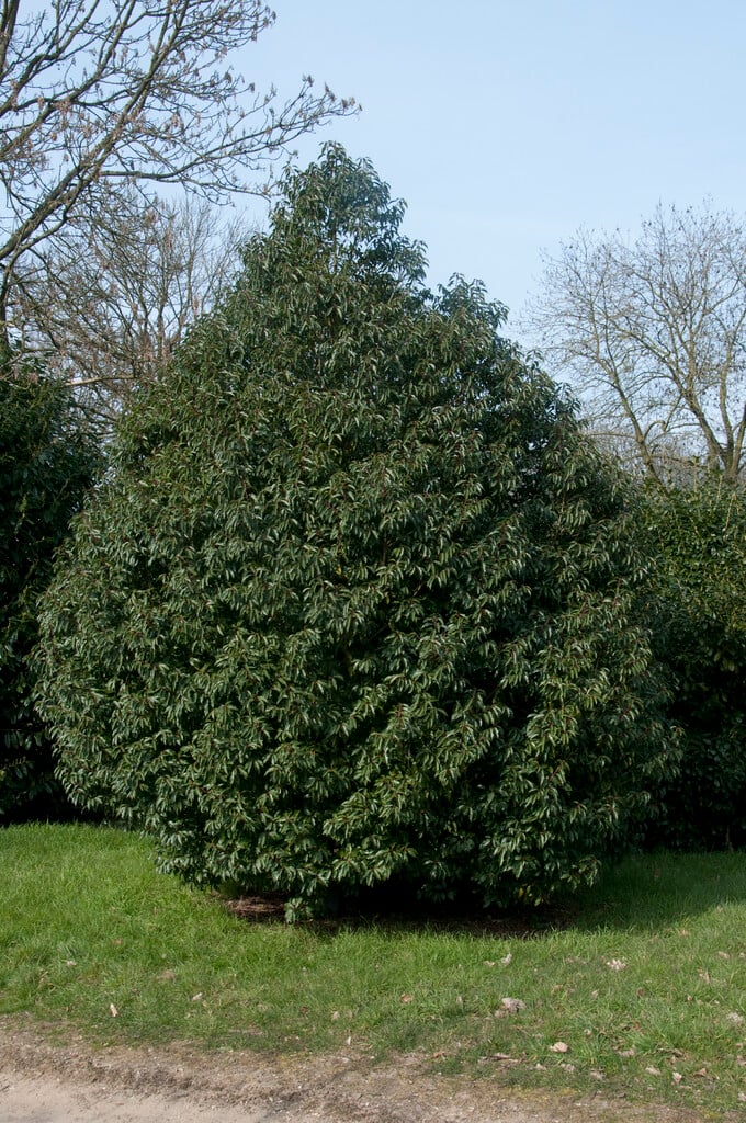 Portugal laurel 'Myrtifolia'