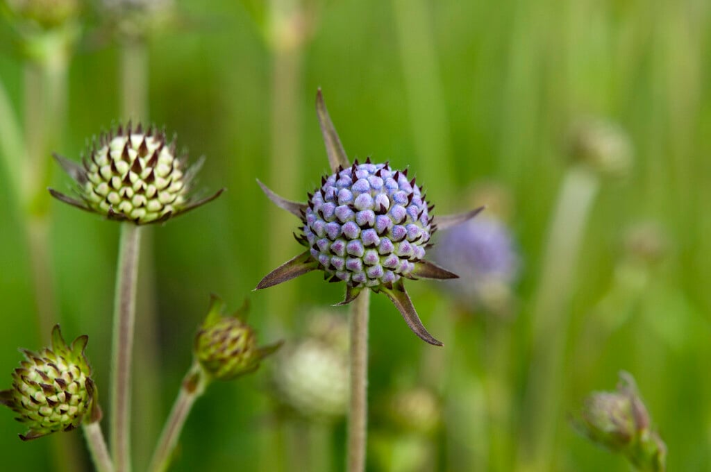 devil's bit scabious
