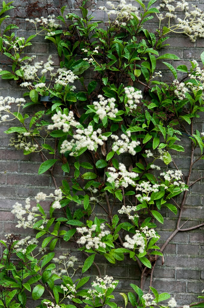climbing hydrangea