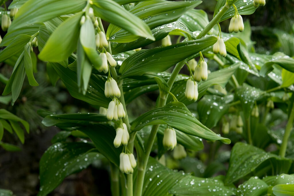 smooth Solomon's seal