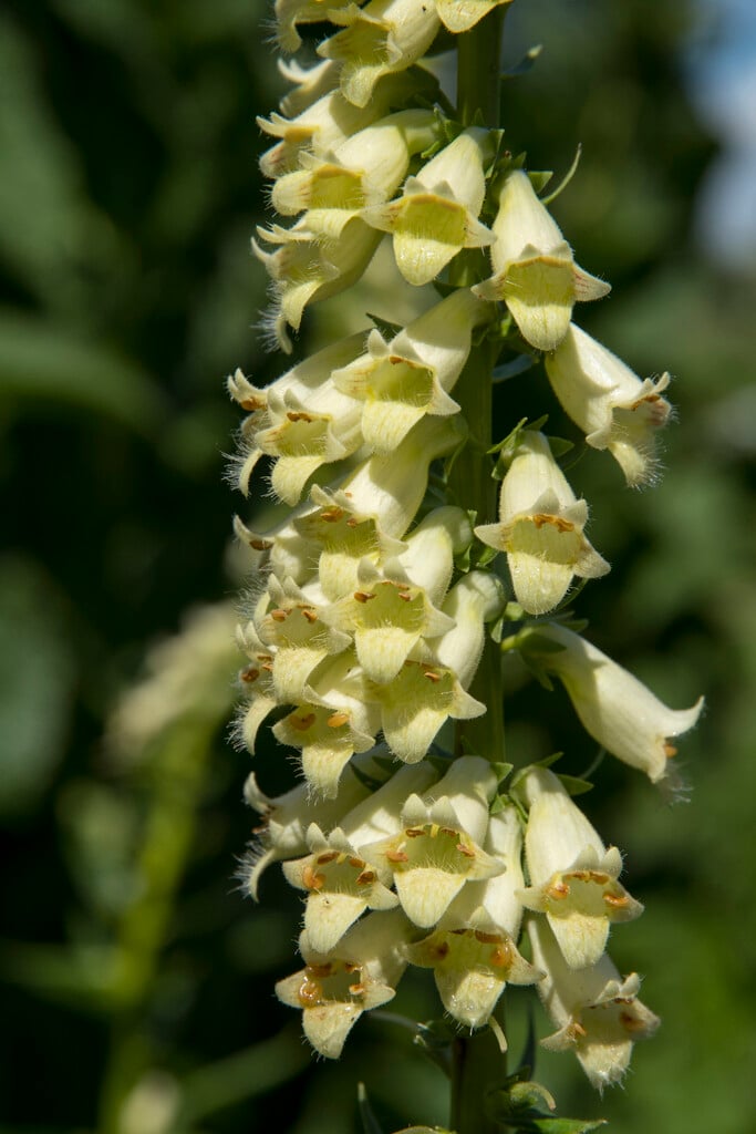 straw foxglove