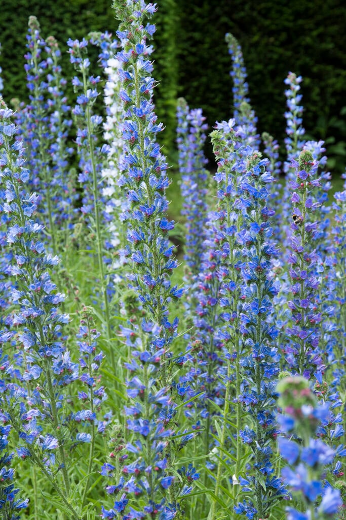 viper's bugloss
