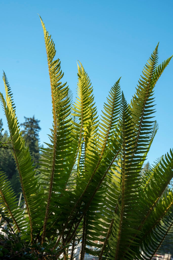 western sword fern