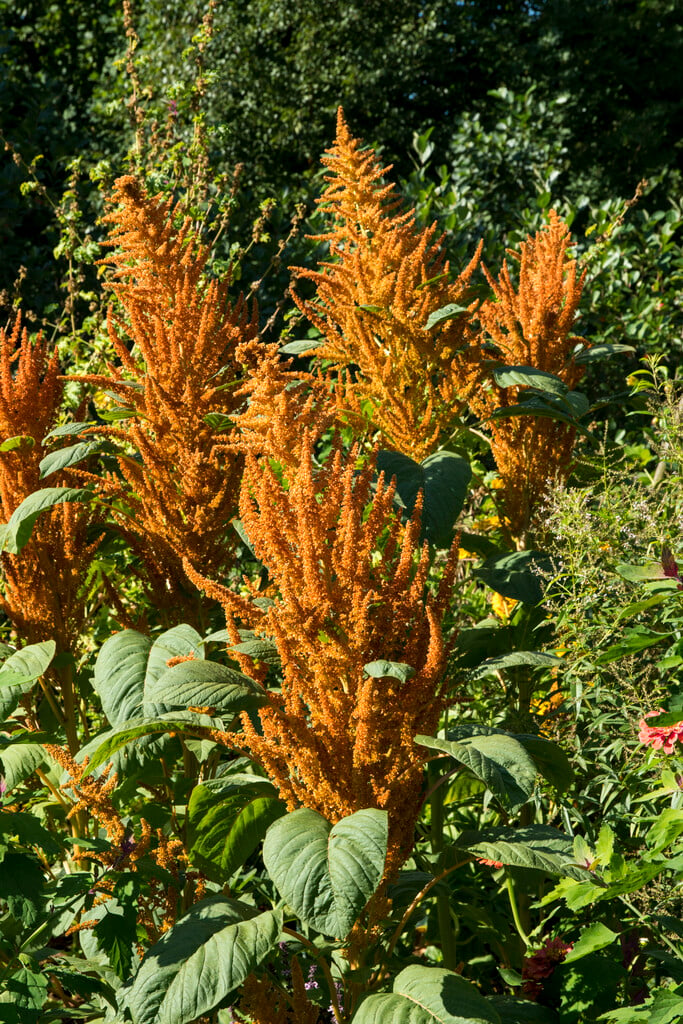 Plant image