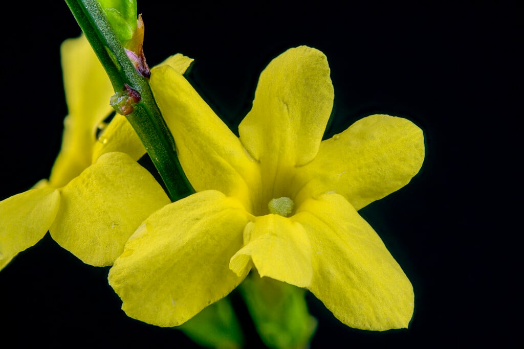 winter jasmine